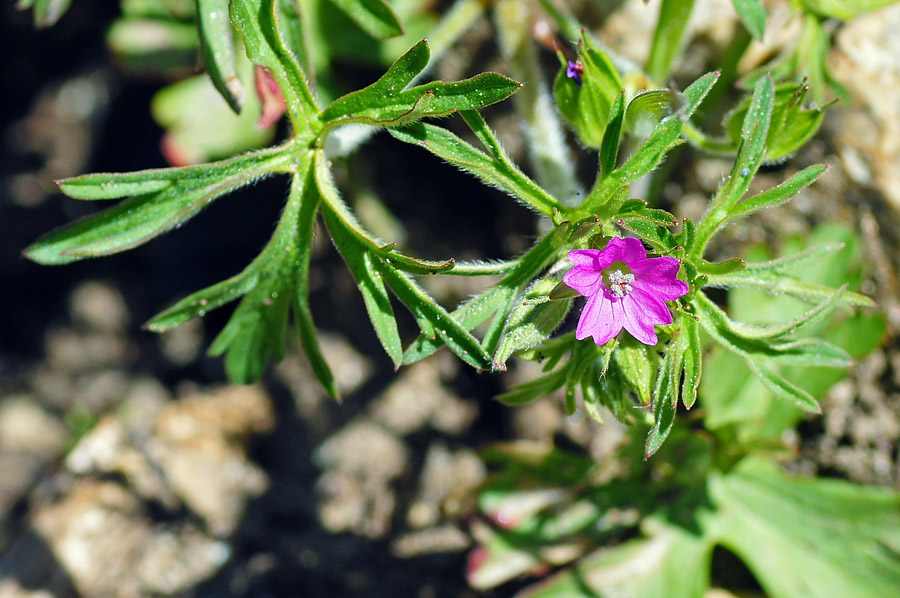 Geranium dissectum